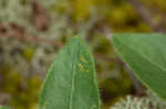 Fringeleaf wild petunia